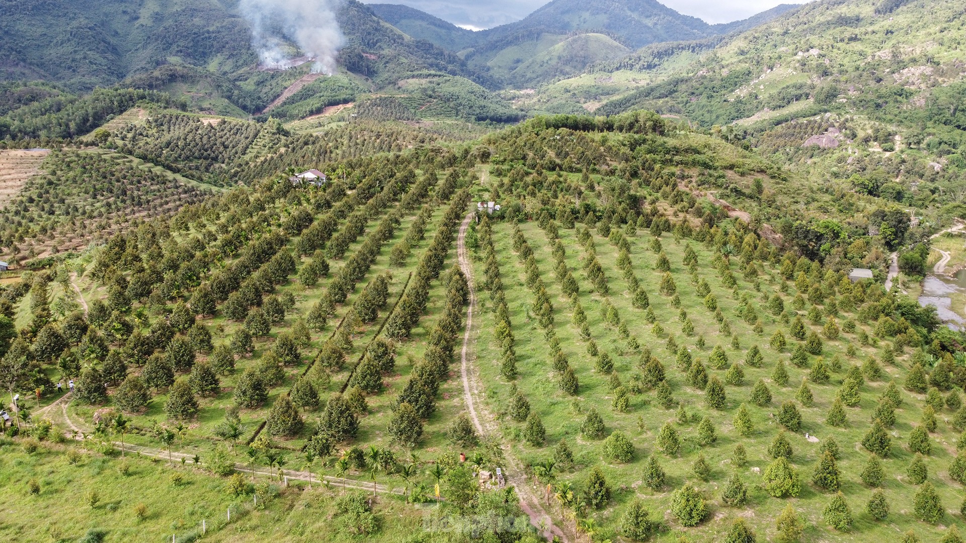 Nông dân 'hái ra tiền' nhờ giá sầu riêng phi mã ảnh 2