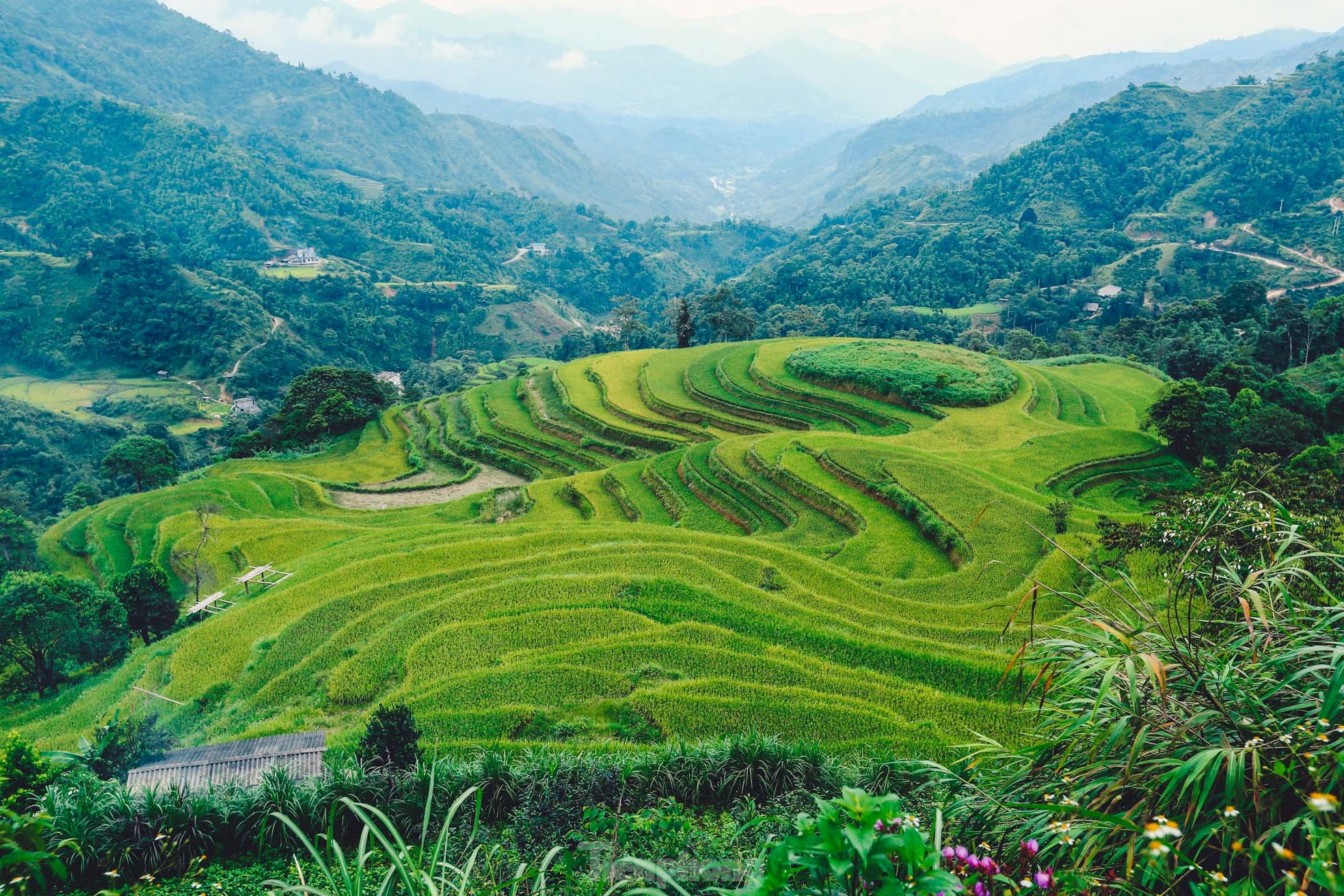 Ngất ngây cảnh sắc 'thiên đường' ruộng bậc thang ở Hoàng Su Phì ảnh 16