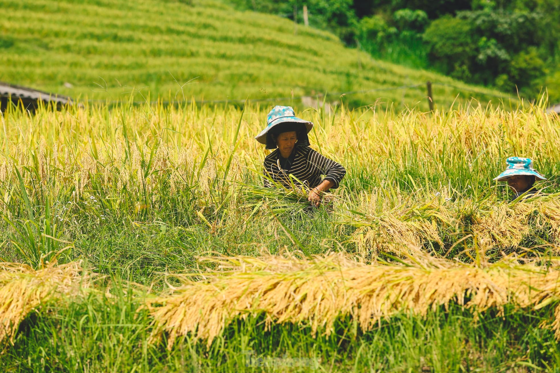 Ngất ngây cảnh sắc 'thiên đường' ruộng bậc thang ở Hoàng Su Phì ảnh 7