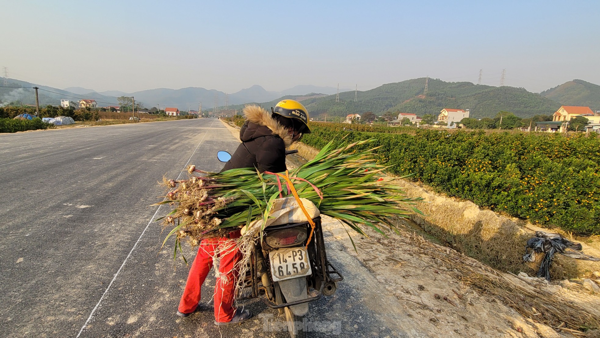 Về vựa hoa, cây cảnh lớn nhất Quảng Ninh mùa Tết ảnh 9