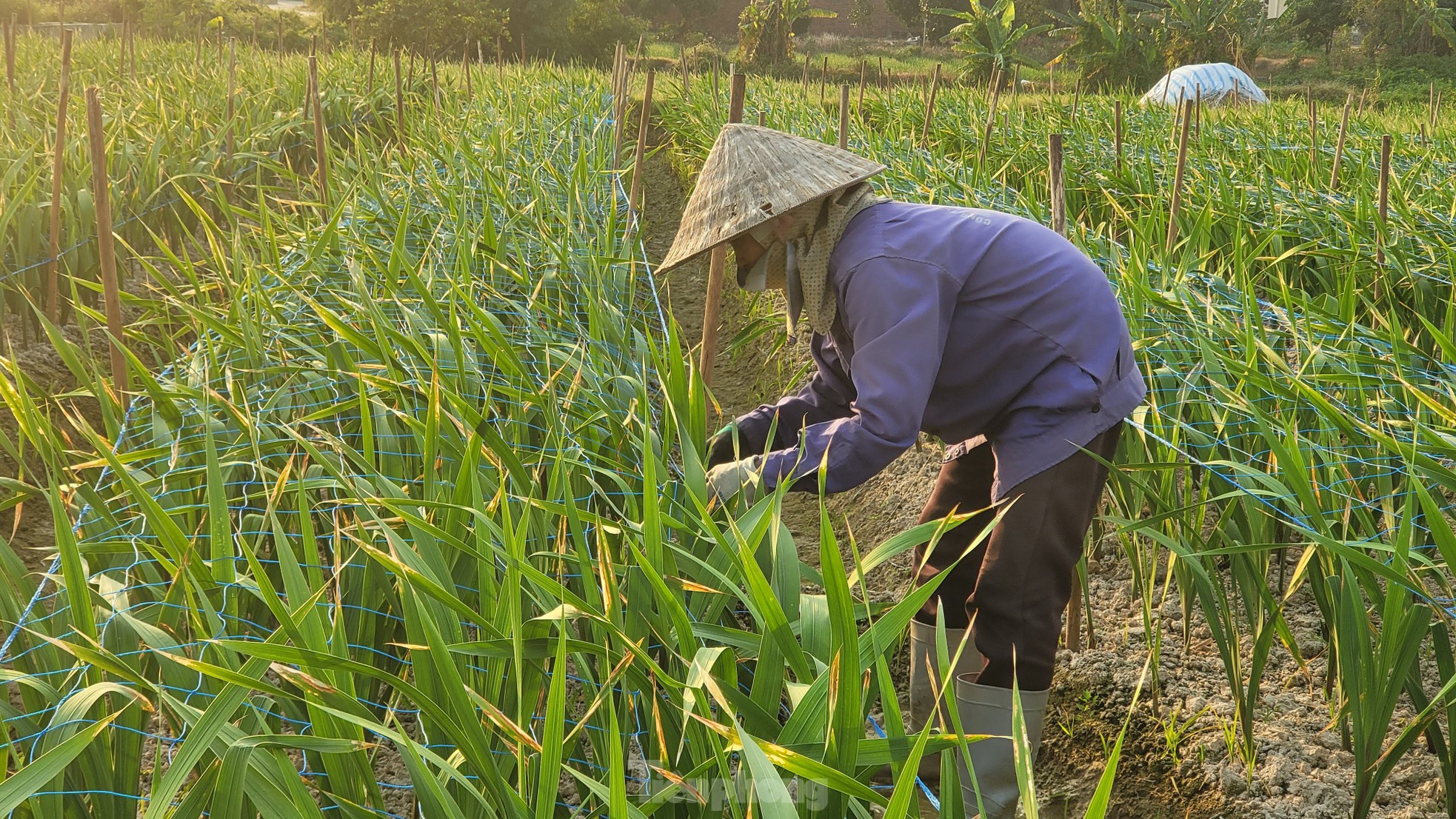 Về vựa hoa, cây cảnh lớn nhất Quảng Ninh mùa Tết ảnh 5