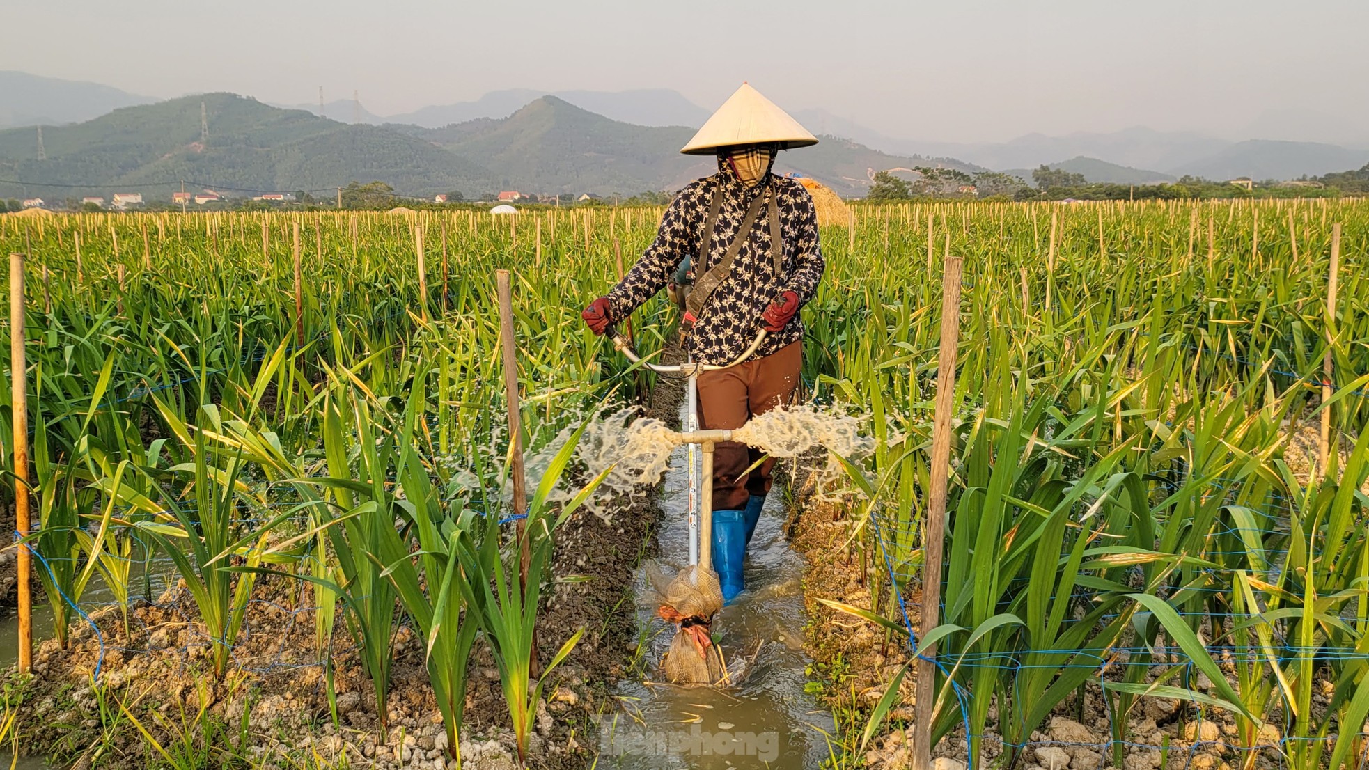 Về vựa hoa, cây cảnh lớn nhất Quảng Ninh mùa Tết ảnh 4