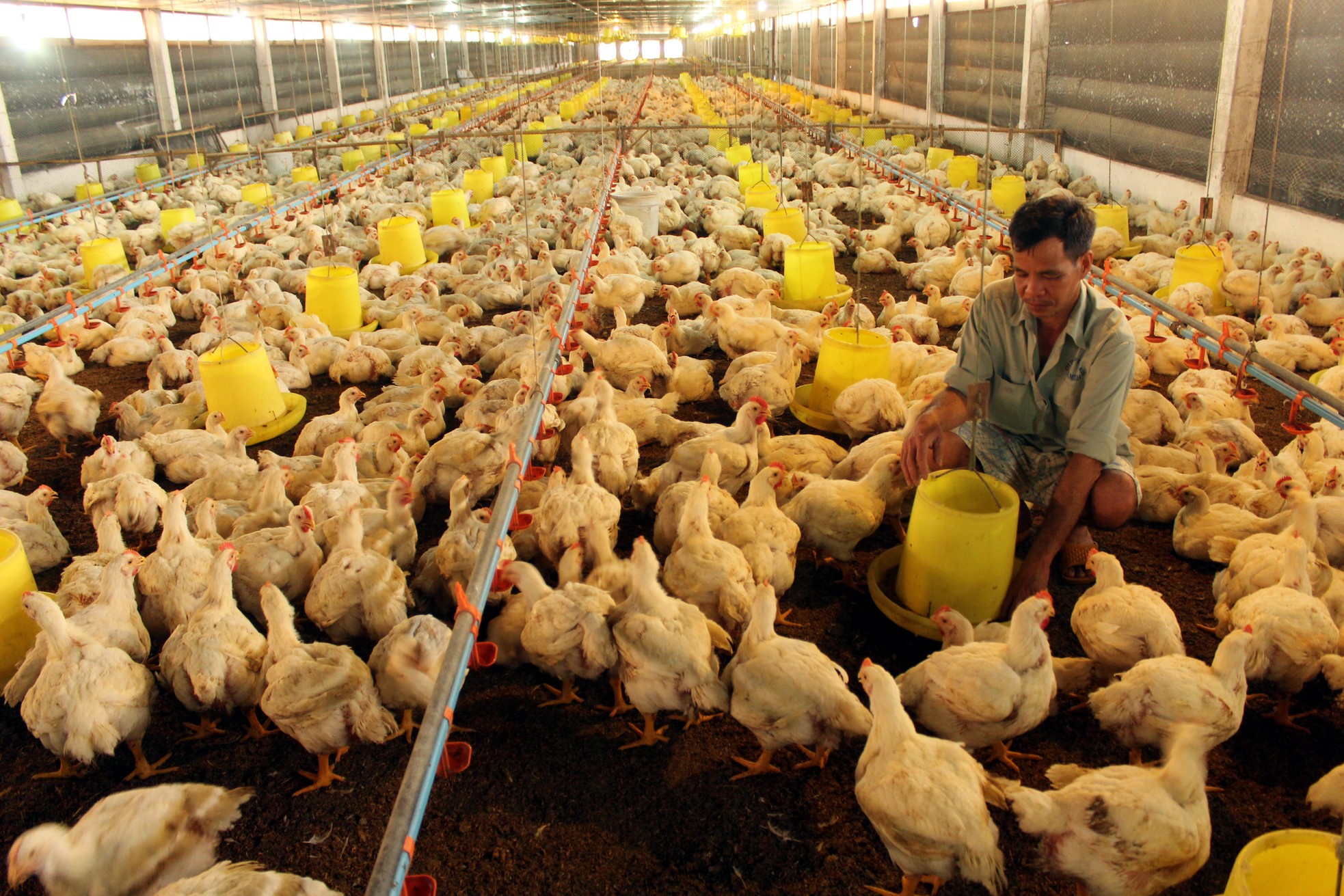 Chăn nuôi bên bờ vực phá sản ảnh 1