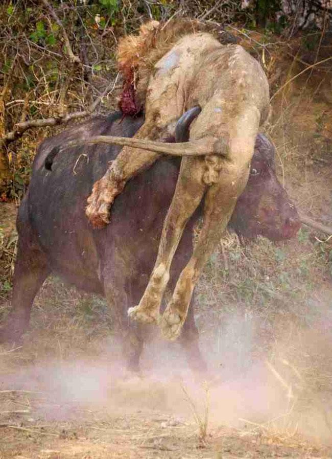 Sư tử đực chết thảm sau cuộc ác chiến kinh hoàng với trâu rừng nặng gần 1 tấn ảnh 5