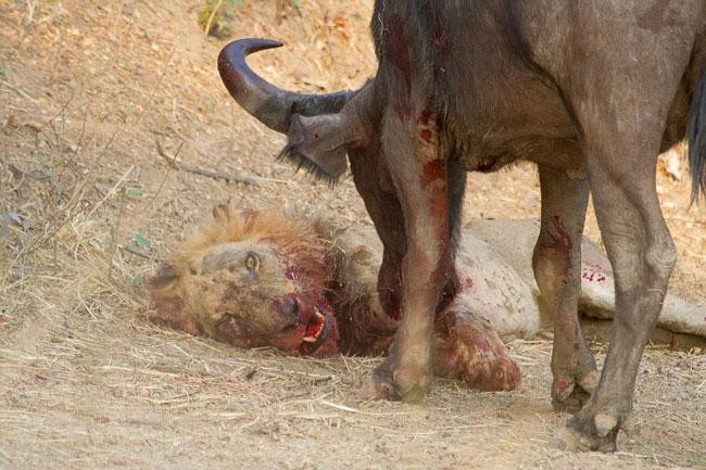Sư tử đực chết thảm sau cuộc ác chiến kinh hoàng với trâu rừng nặng gần 1 tấn ảnh 6