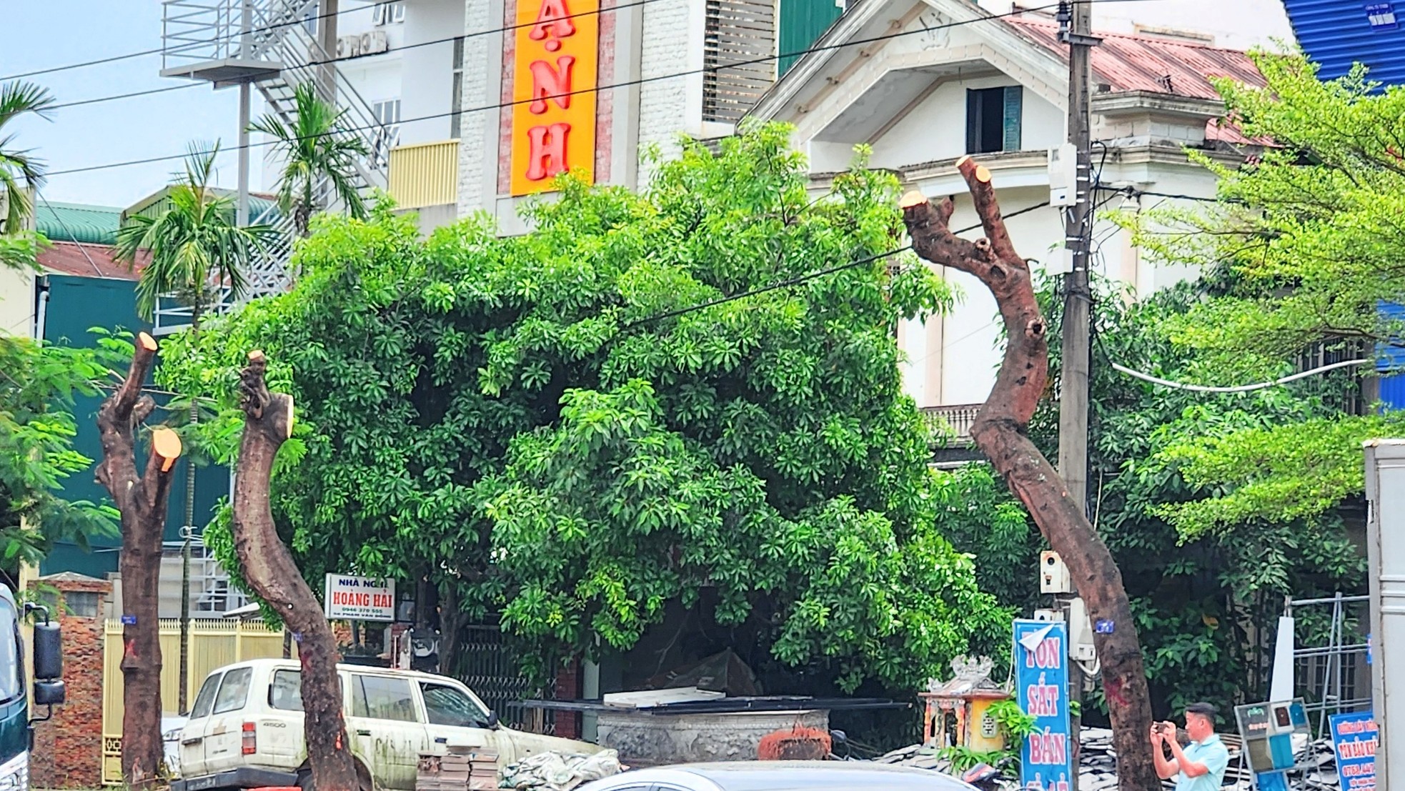 Vì sao loạt cây xanh tuyến phố lớn tại Huế bị ‘trảm’ trụi thân cành, tán lá giữa nắng nóng gay gắt? ảnh 3