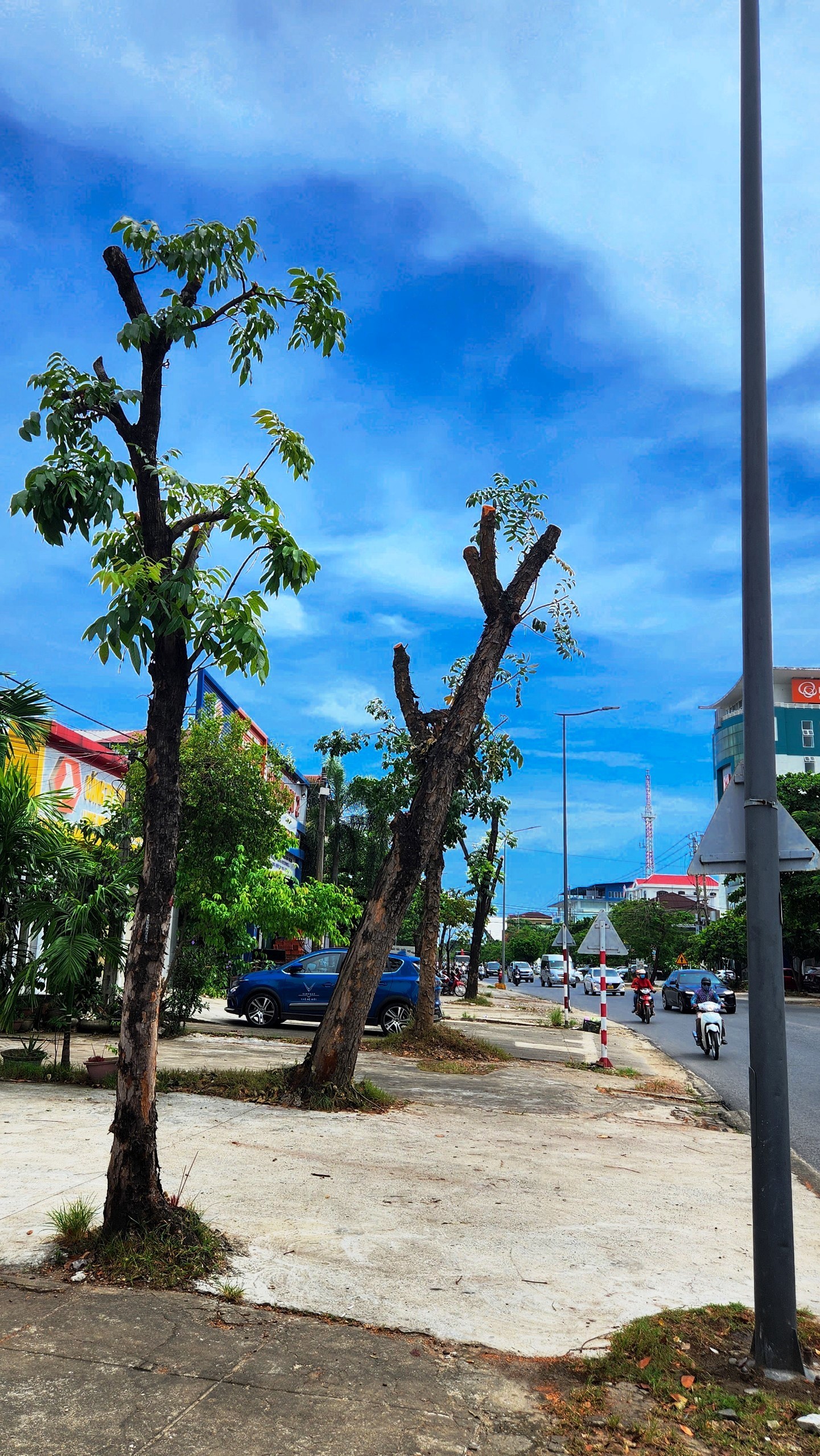 Vì sao loạt cây xanh tuyến phố lớn tại Huế bị ‘trảm’ trụi thân cành, tán lá giữa nắng nóng gay gắt? ảnh 7