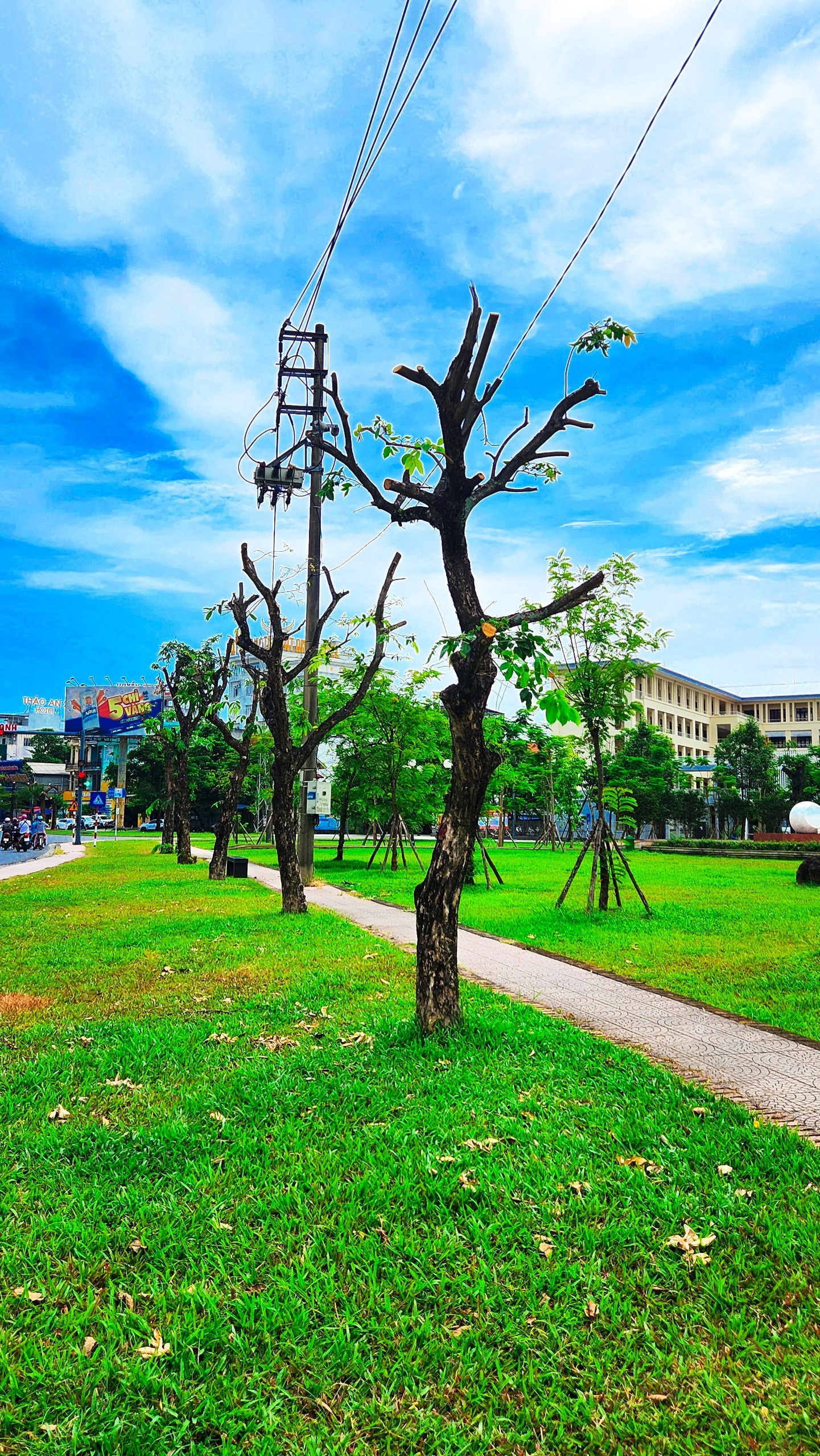 Vì sao loạt cây xanh tuyến phố lớn tại Huế bị ‘trảm’ trụi thân cành, tán lá giữa nắng nóng gay gắt? ảnh 8