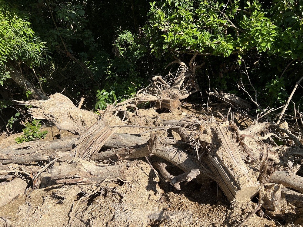 Chủ tịch tỉnh Quảng Ngãi chỉ đạo ‘nóng’ vụ phá rừng tự nhiên mở đường công vụ ảnh 5