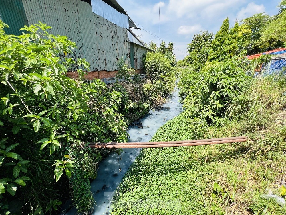 Người dân 'chịu không thấu' mùi hôi của 2 hồ điều hòa lớn nhất TP Quảng Ngãi ảnh 12