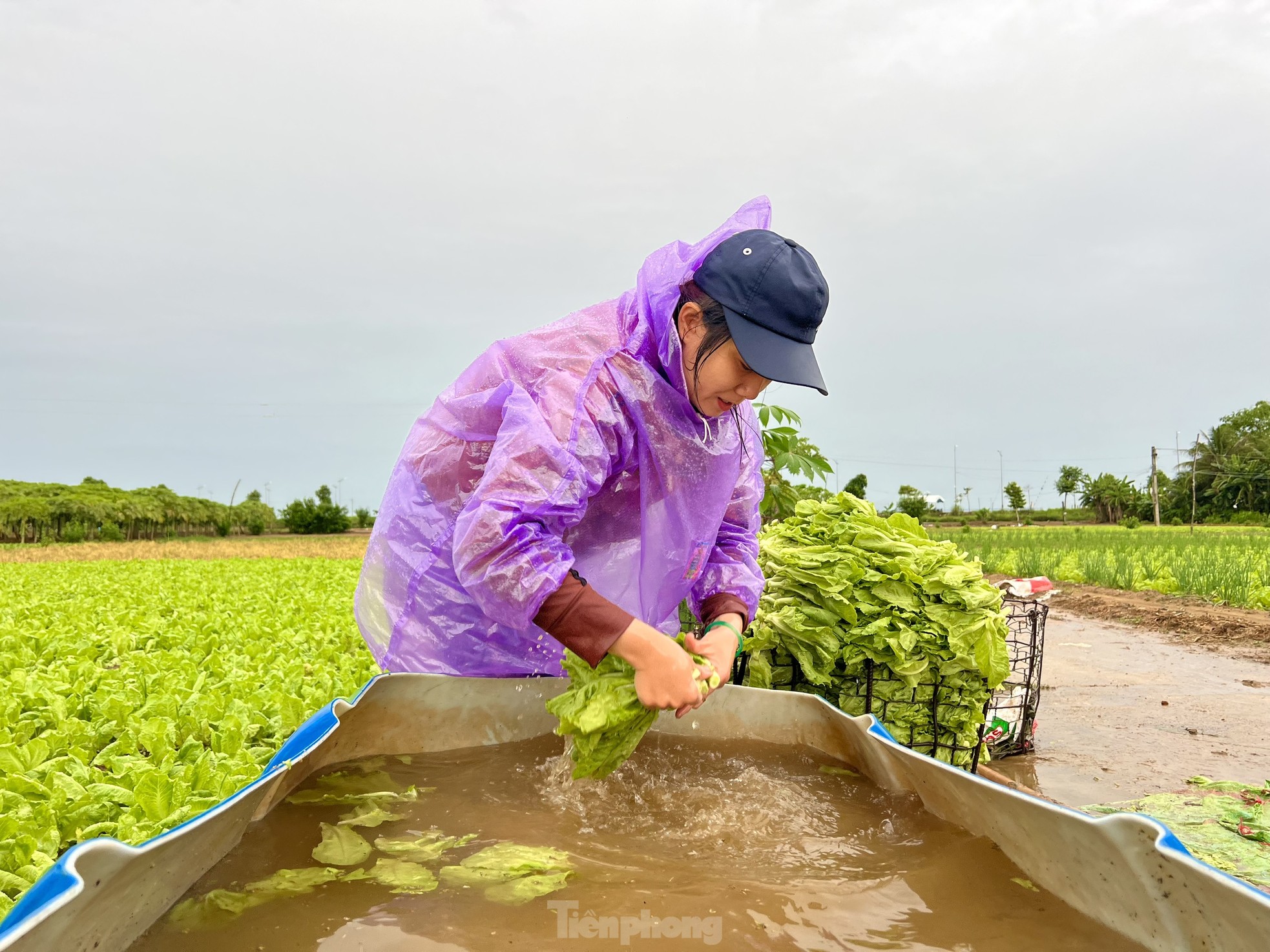 Mưa lớn kéo dài, nông dân Quảng Ngãi dầm mình dưới mưa vớt vát nông sản ảnh 20