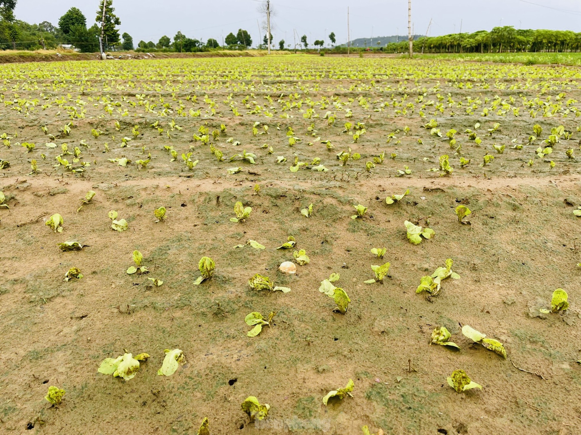 Mưa lớn kéo dài, nông dân Quảng Ngãi dầm mình dưới mưa vớt vát nông sản ảnh 18