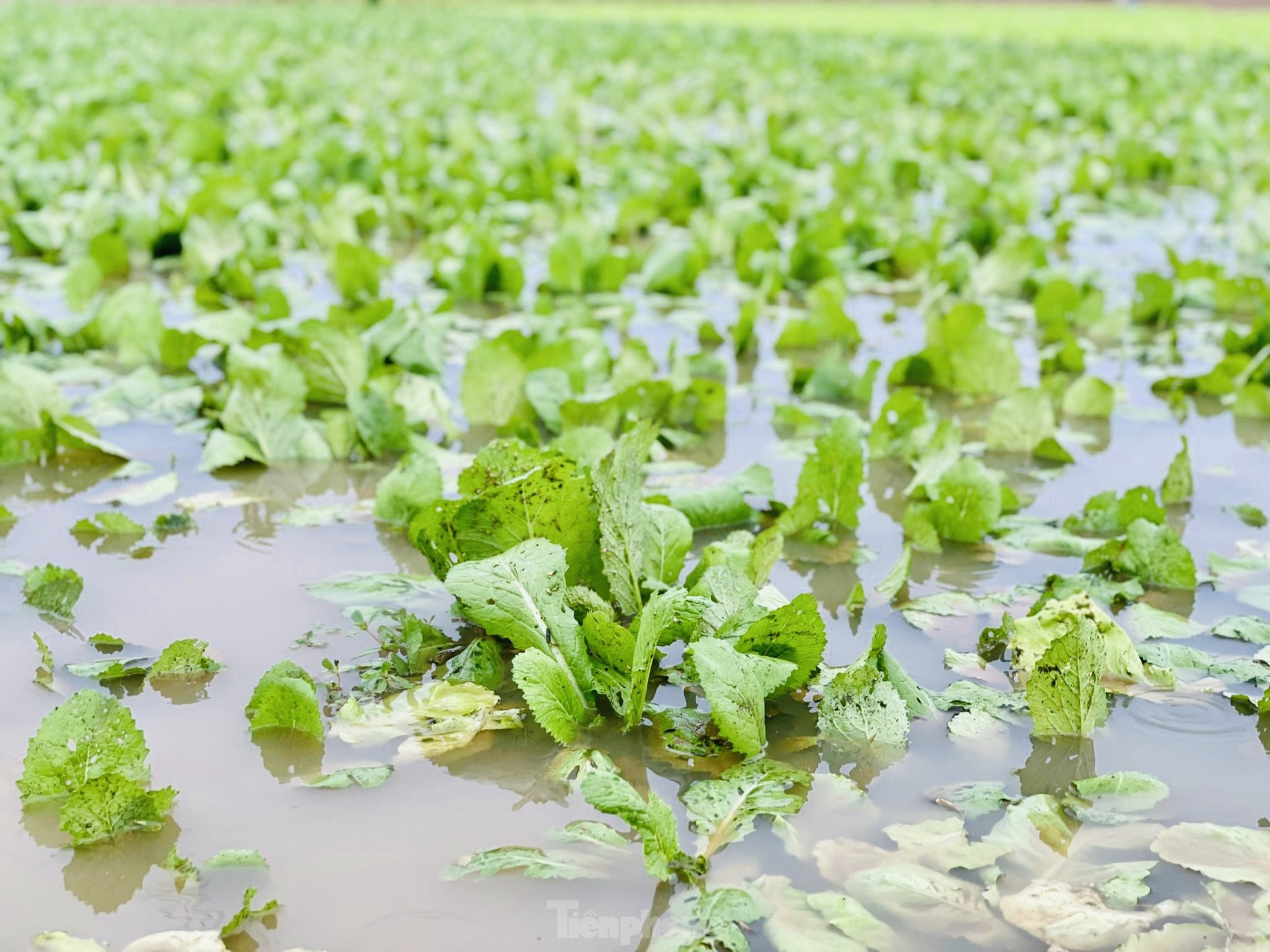 Mưa lớn kéo dài, nông dân Quảng Ngãi dầm mình dưới mưa vớt vát nông sản ảnh 24