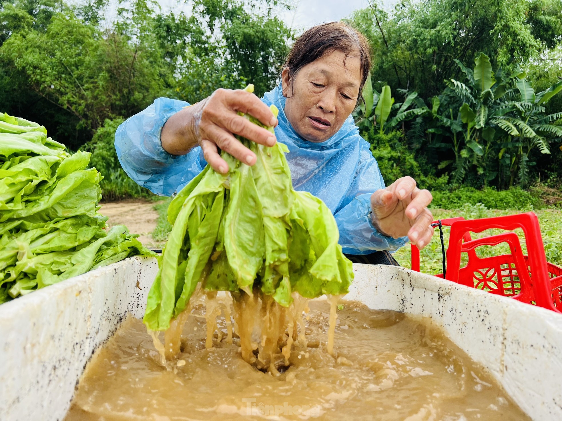Mưa lớn kéo dài, nông dân Quảng Ngãi dầm mình dưới mưa vớt vát nông sản ảnh 19