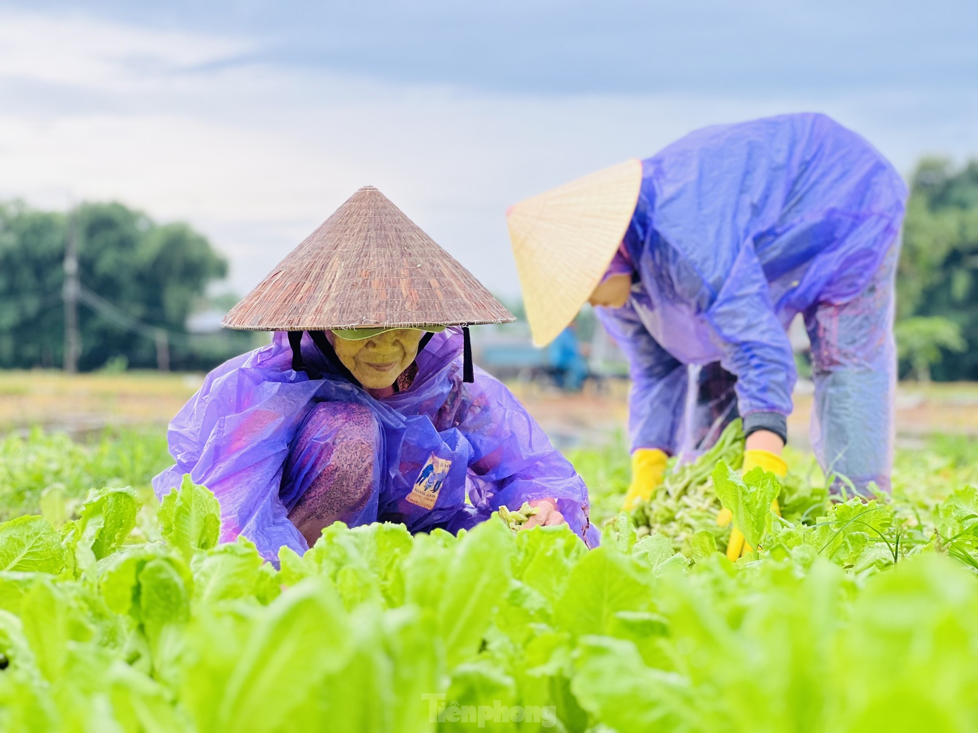 Mưa lớn kéo dài, nông dân Quảng Ngãi dầm mình dưới mưa vớt vát nông sản ảnh 11