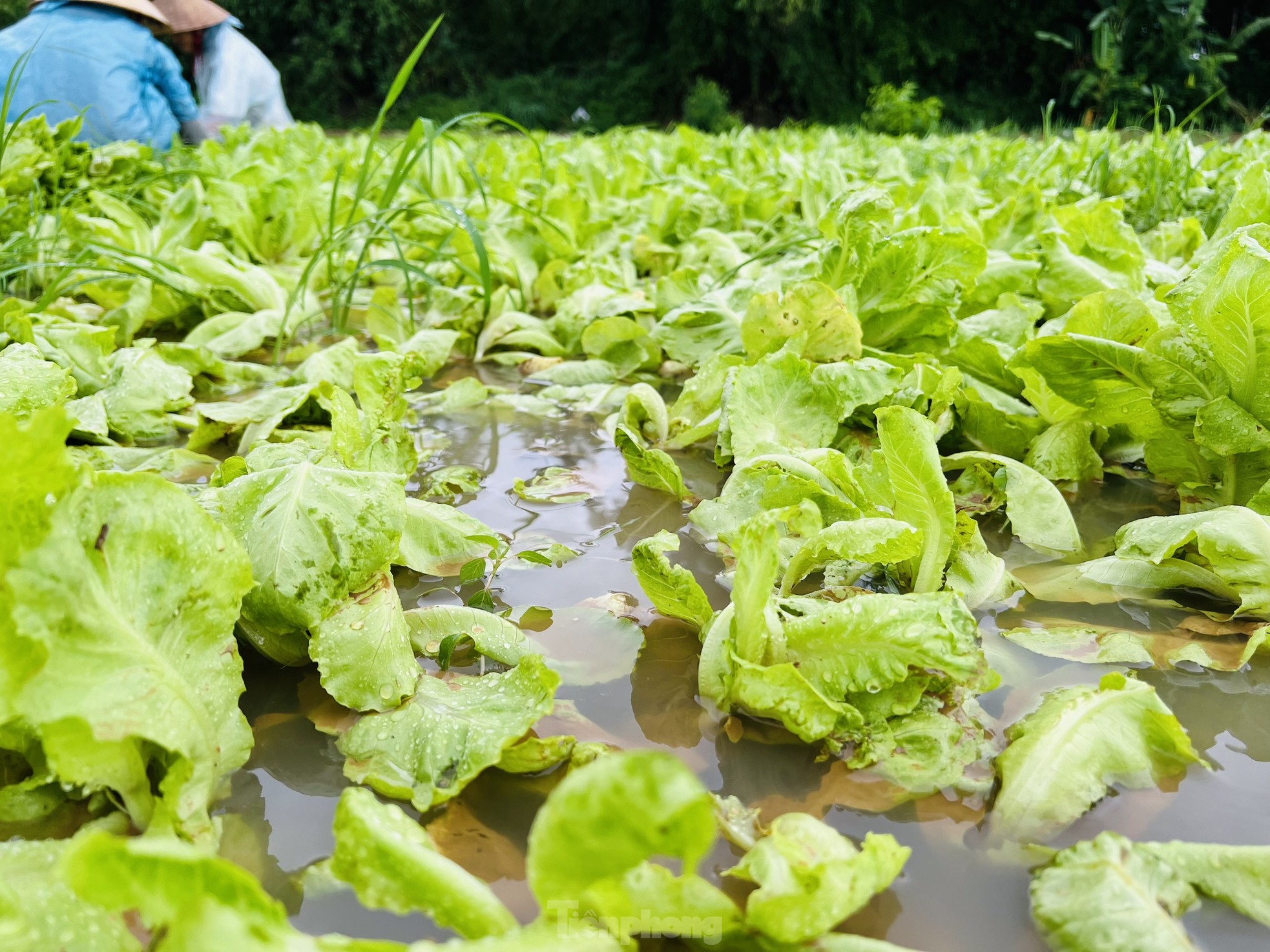 Mưa lớn kéo dài, nông dân Quảng Ngãi dầm mình dưới mưa vớt vát nông sản ảnh 10