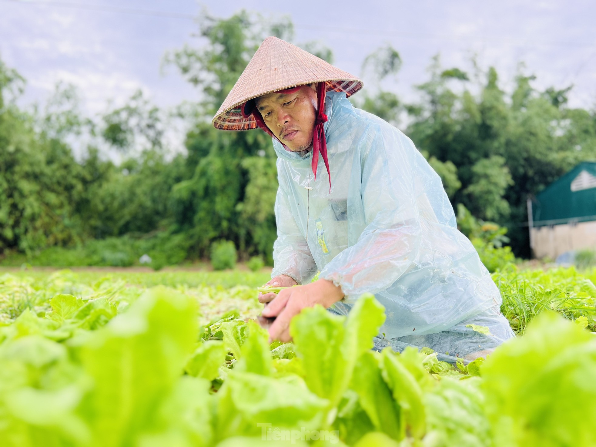 Mưa lớn kéo dài, nông dân Quảng Ngãi dầm mình dưới mưa vớt vát nông sản ảnh 14