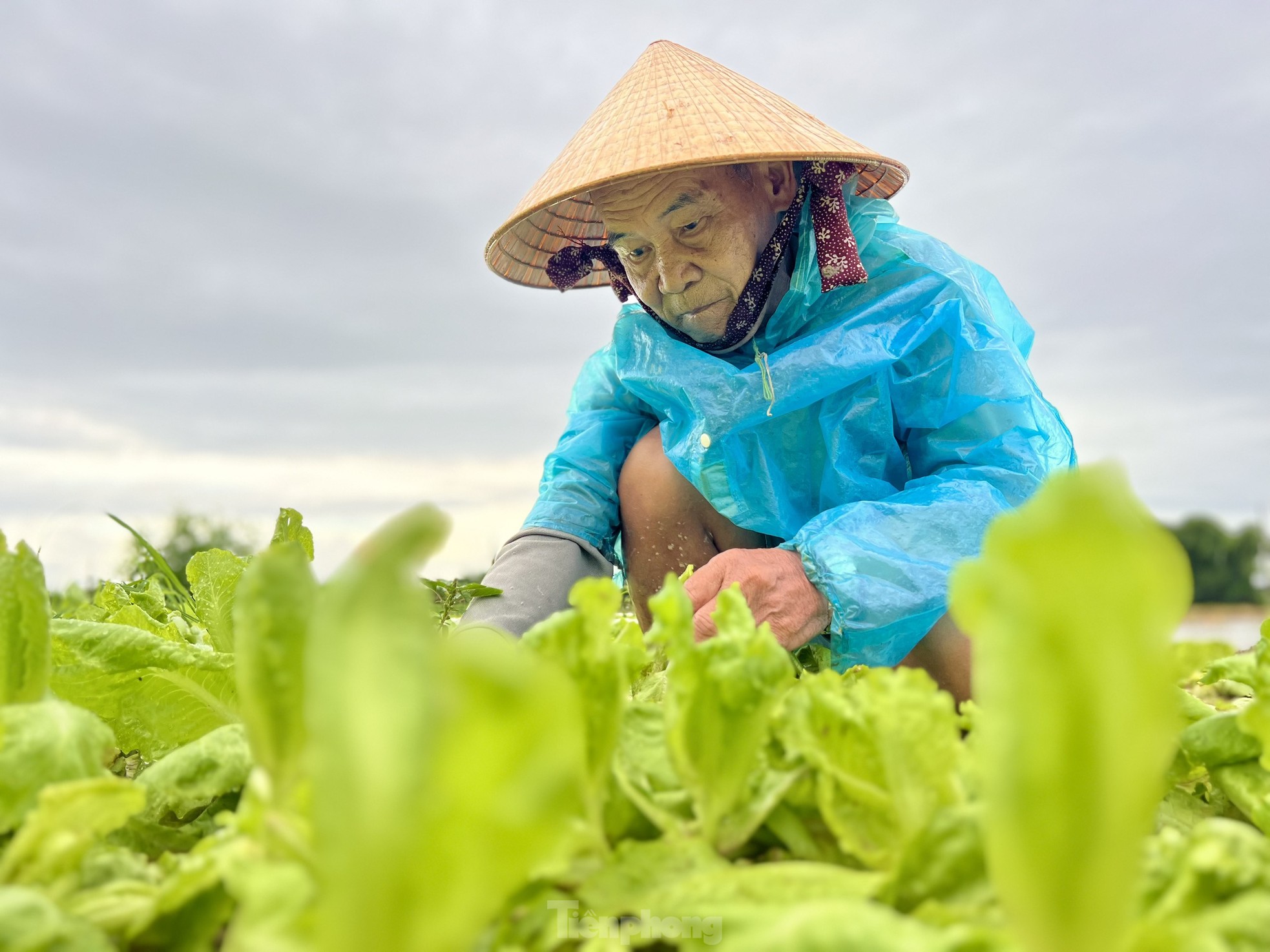 Mưa lớn kéo dài, nông dân Quảng Ngãi dầm mình dưới mưa vớt vát nông sản ảnh 13