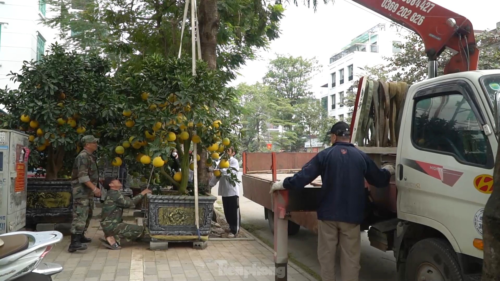 Bưởi cảnh giá hàng chục triệu mỗi chậu phục vụ 'đại gia' mua về chơi Tết ảnh 7