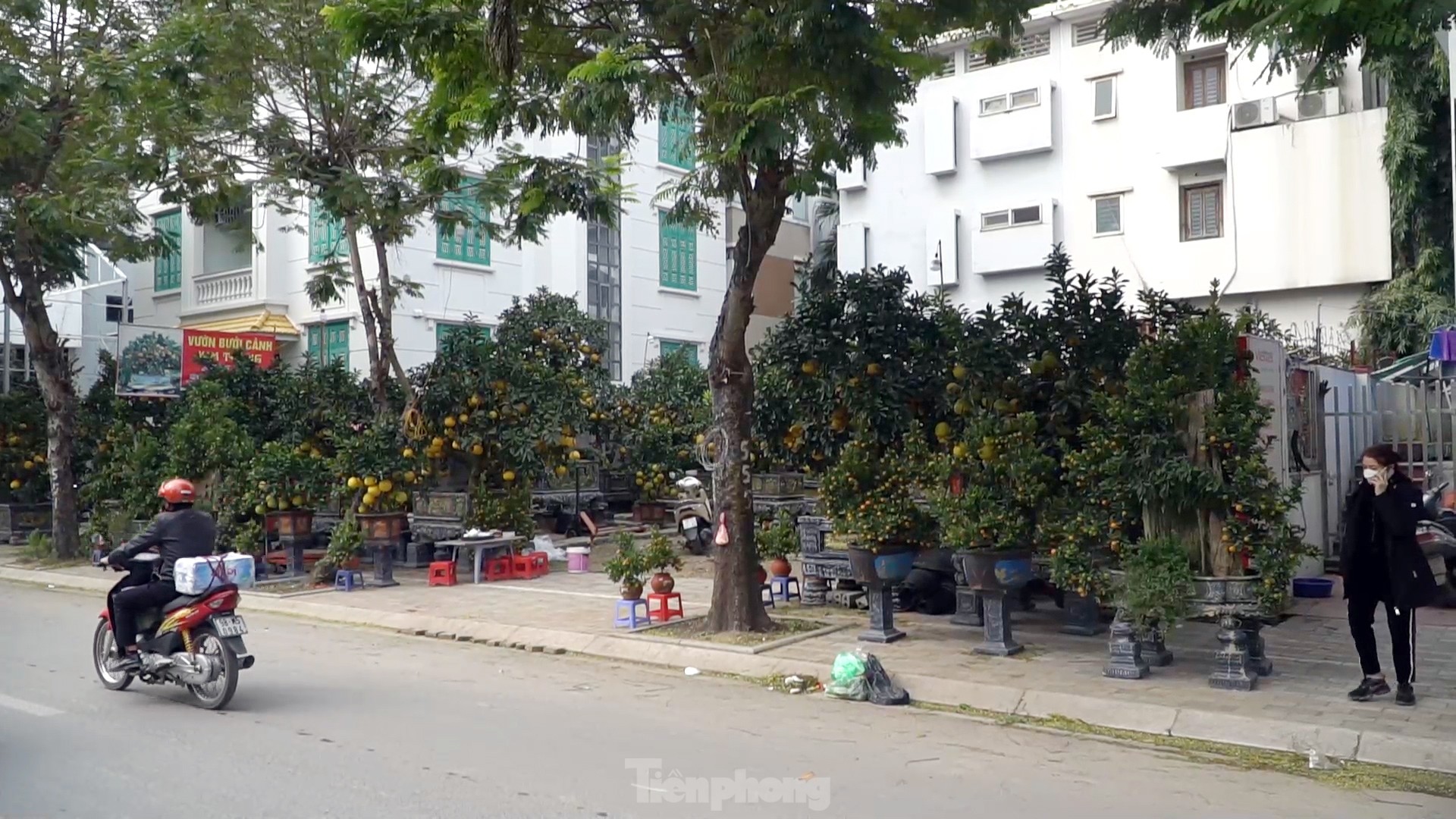 Bưởi cảnh giá hàng chục triệu mỗi chậu phục vụ 'đại gia' mua về chơi Tết ảnh 15