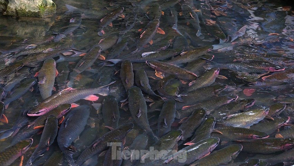 Hàng nghìn du khách đổ về thăm suối cá thần ngày cuối nghỉ Tết Nguyên đán Quý Mão ảnh 14