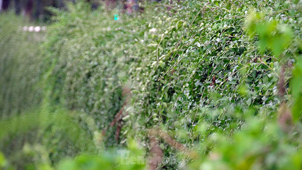 Mãn nhãn với bức tường của hầm chui được phủ kín cây xanh ở Hà Nội những ngày oi bức