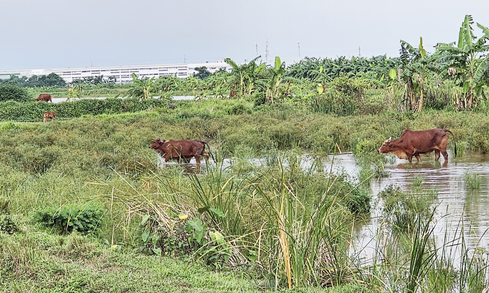 Gần 20 năm 'ôm đất' siêu dự án nhà ở sinh thái Đồng Mai thành nơi chăn bò, trạm bê tông 'lậu' ảnh 6