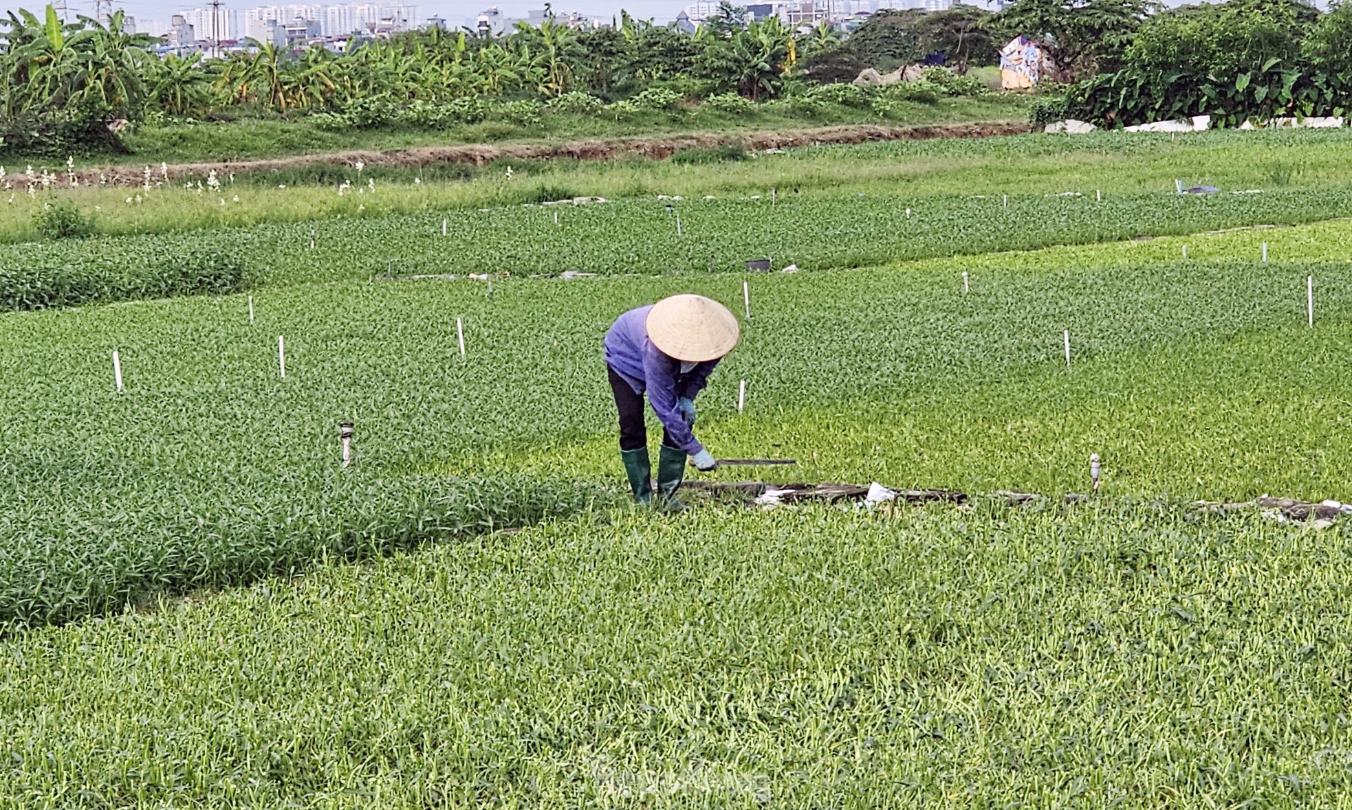 Gần 20 năm 'ôm đất' siêu dự án nhà ở sinh thái Đồng Mai thành nơi chăn bò, trạm bê tông 'lậu' ảnh 15