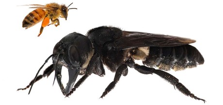 Chia sẻ 113 hình ảnh con ong vò vẽ mới nhất  Tin Học Vui