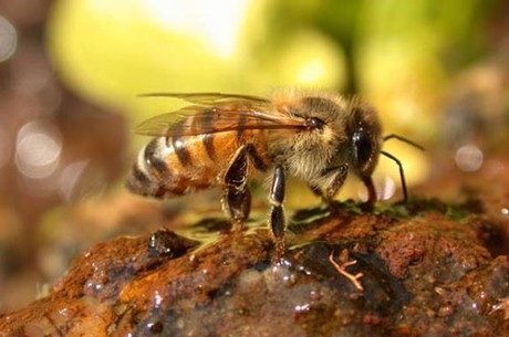 Một người tử vong 10 người bị thương vì ong vò vẽ