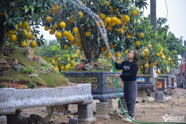 Cây bưởi Diễn trăm quả giá 200 triệu đồng ở Hà Nội ảnh 8