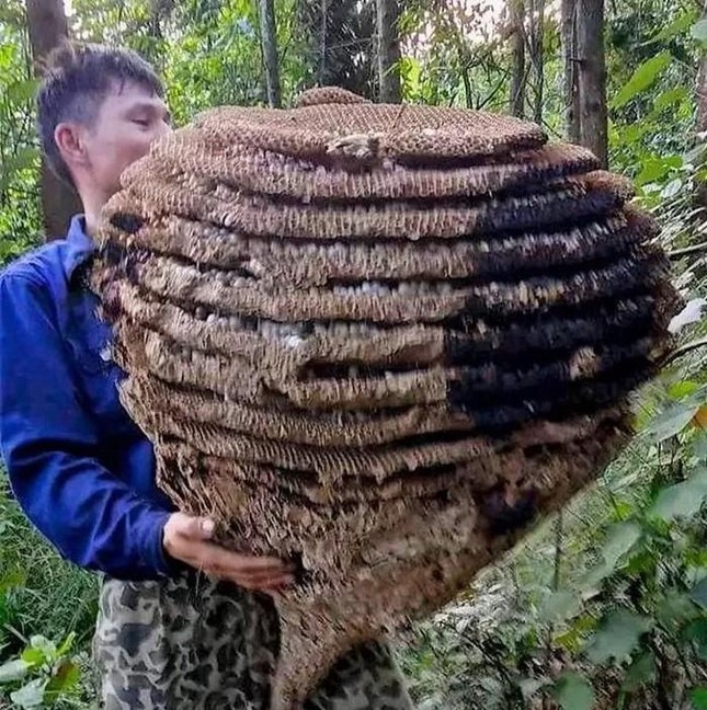 Săn được tổ ong 'khủng' 10 tầng, nặng hơn 20kg, thu cả yến nhộng ảnh 1