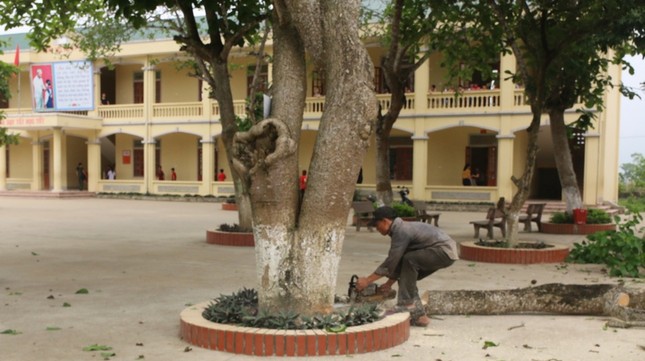 Đồng loạt loại bỏ cây ngô đồng trong trường học ảnh 1