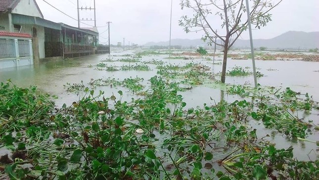 Lũ quét, sạt lở đất và ngập úng trên diện rộng ở Nghệ An ảnh 8