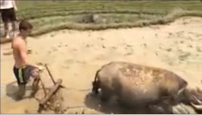 Xôn xao clip du khách Tây lội ruộng 'đi cày theo trâu' ảnh 1