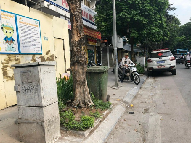 Hàng loạt cây xanh ở Hà Nội nghi bị đầu độc: Mức xử lý vi phạm đến đâu? ảnh 1