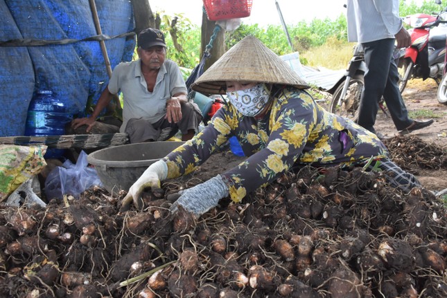 Loại củ làm đủ món ngon, bổ dưỡng được nông dân Bà Rịa-Vũng Tàu đào lên la liệt, thu hàng trăm triệu ảnh 1