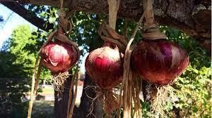 Ở Hy Lạp người dân vào ngày cuối năm sẽ treo một ít hành tây hy vọng năm mới sẽ...?