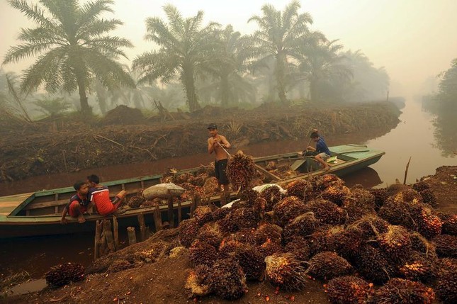 Mức độ đa dạng sinh học của Indonesia đứng thứ mấy thế giới?