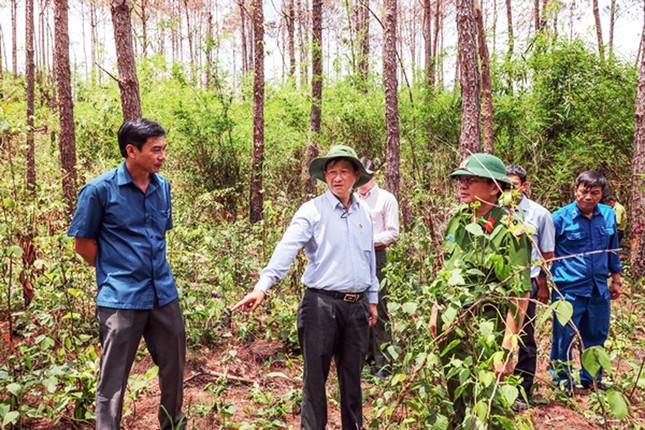 Khởi tố vụ án đầu độc hơn 3.400 cây thông gây chấn động ảnh 1