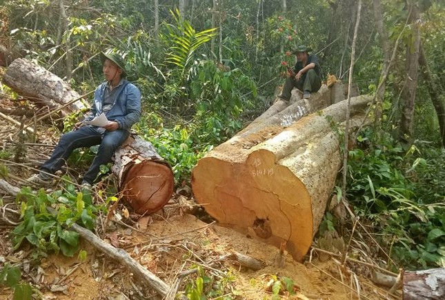 Công an liên tục phát hiện các vụ phá hoại rừng ở huyện Ea Kar ảnh 3