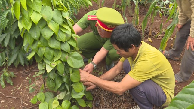 Kẻ chuyên trộm cắp và phá hoại sầu riêng, hồ tiêu sa lưới ảnh 1
