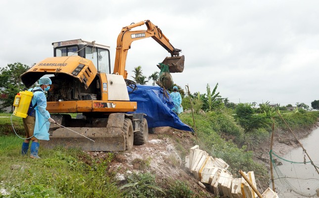 Phát hiện hàng trăm xác lợn chết trôi sông ở Hải Phòng ảnh 3