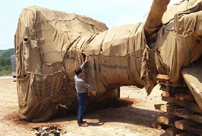 Ba cây khủng xuyên Việt: Không phát hiện được vì lực lượng quá mỏng? ảnh 1