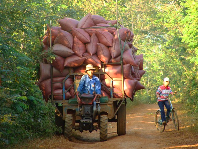 Đắng chát cà phê ảnh 1