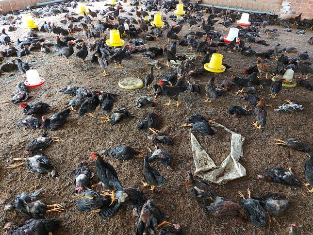 Vừa hết cách ly COVID, Buôn Ma Thuột lại công bố dịch cúm H5N6 ảnh 2