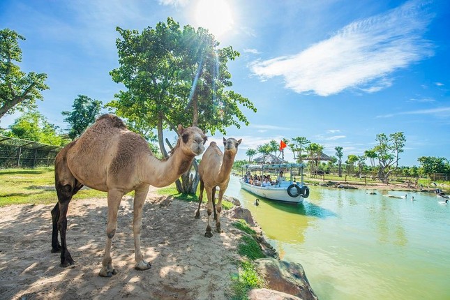 Vườn thú du khảo trên sông đầu tiên và duy nhất tại Việt Nam là trải nghiệm hấp dẫn du khách của VinWonders Nam Hội An