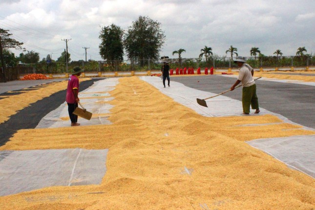 Là 'cường quốc' xuất khẩu gạo, vì sao Việt Nam phải nhập gần 1 triệu tấn gạo? ảnh 1
