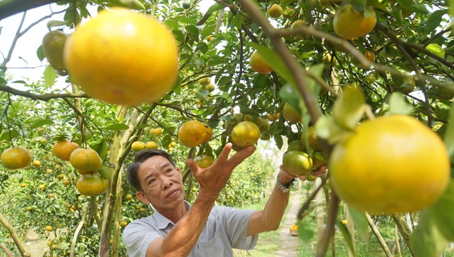 5.000 tấn quýt hồng khoe sắc vàng rực phục vụ Tết ảnh 6