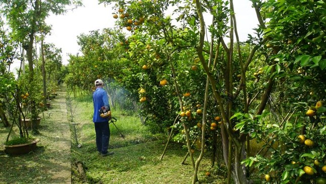 5.000 tấn quýt hồng khoe sắc vàng rực phục vụ Tết ảnh 12